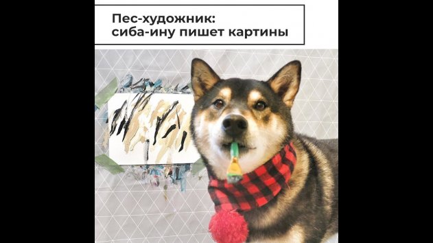 Пес-художник: сиба-ину пишет картины - (видео)