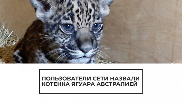 Пользователи Сети назвали котенка яугара Австралией - (видео)