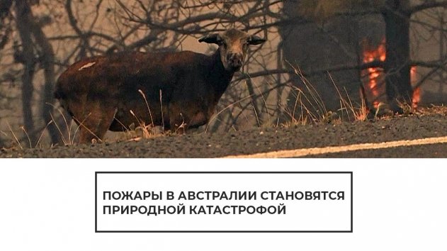 Пожары в Австралии становятся природной катастрофой - (видео)