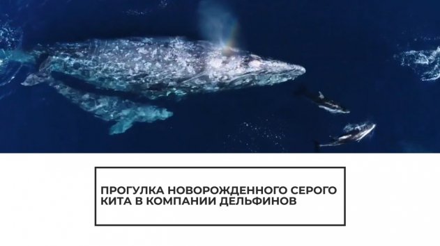 Прогулка новорожденного серого кита в компании дельфинов - (видео)