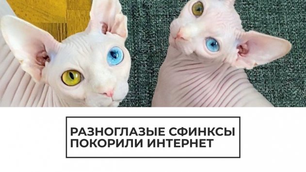 Разноглазые сфинксы - (видео)