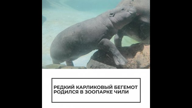 Редкий карликовый бегемот родился в зоопарке Чили - (видео)