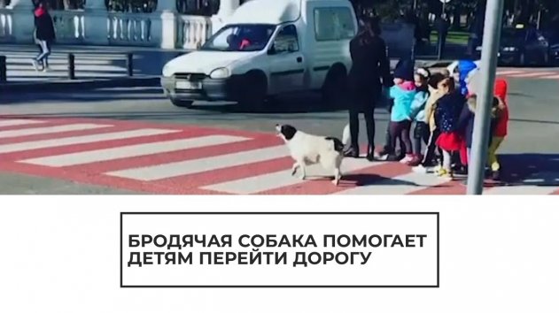 Собака помогает детям перейти дорогу - (видео)