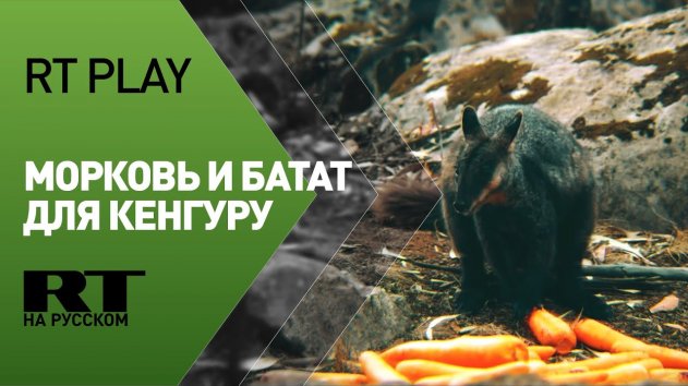 В Австралии спасатели сбрасывают с вертолёта овощи для животных на выгоревших территориях - (видео)