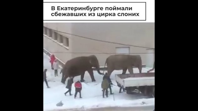 В Екатеринбурге поймали сбежавших из цирка слоних - (видео)
