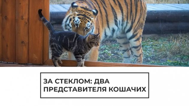 За стеклом: два представителя кошачьих - (видео)