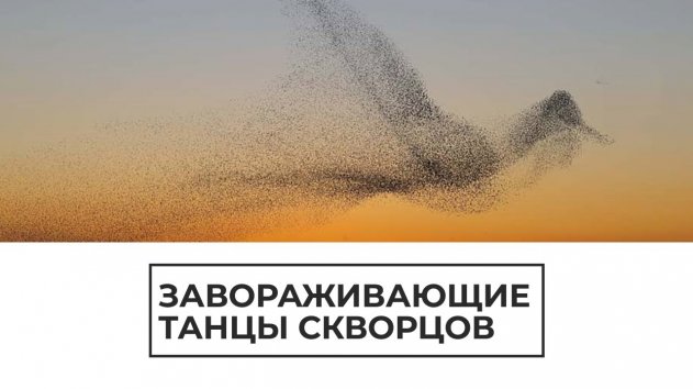 Завораживающие танцы скворцов - (видео)