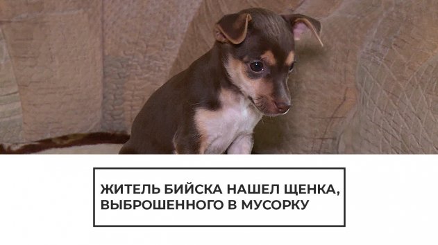 Житель Бийска нашел щенка, выброшенного в мусорку - (видео)