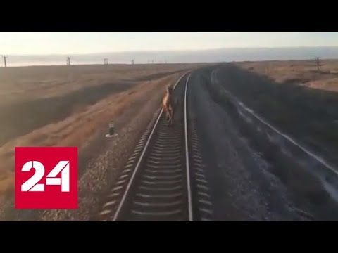 Настырный верблюд задержал следовавший в Москву поезд - Россия 24 - (видео)