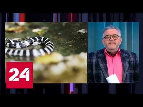 Немного о вирусе: при чем тут змеи - Россия 24 - (видео)