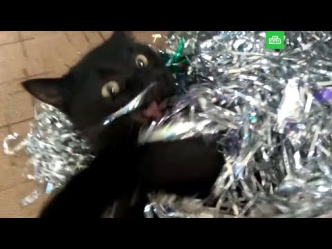 Новогодние приключения домашних животных - (видео)