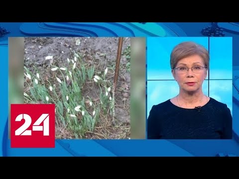 "Погода 24": москвичей предупредили о гололедице и сильном ветре - Россия 24 - (видео)