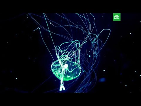 Погружение в Марианскую впадину - (видео)