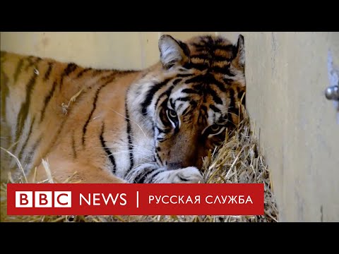 Тигры в подарок: почему изможденные животные так и не добрались до Дагестана - (видео)