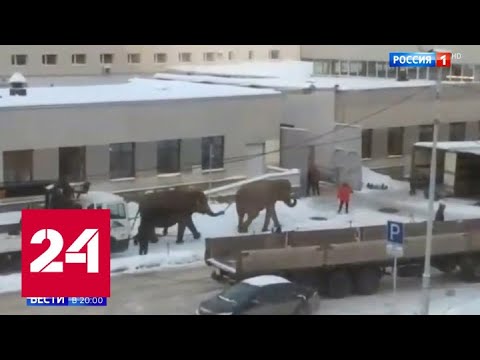 Тропические животные в уральских сугробах: в Екатеринбурге слоны вышли на променад - Россия 24 - (видео)