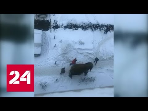 В Екатеринбурге из цирка сбежали слоны - Россия 24 - (видео)