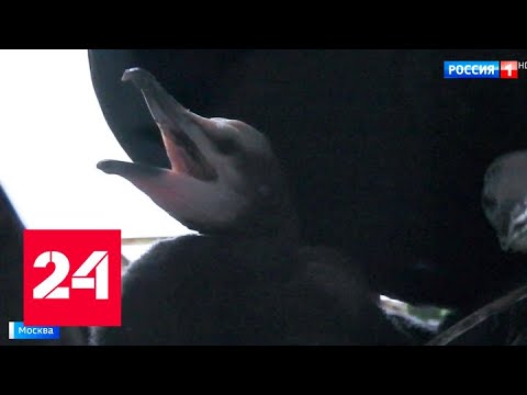 В Московском зоопарке прибавление в семействе бакланов - Россия 24 - (видео)
