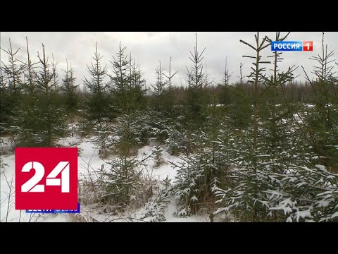 Вторая жизнь новогодних елок: в столице открылись 400 пунктов их приема и утилизации - Россия 24 - (видео)