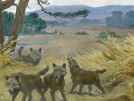 Scientific American (США): согласно новым генетическим данным, ужасные волки не были настоящими волками - «Наука»