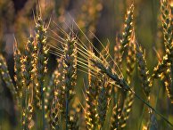 The Conversation (Австралия): вредна ли современная пшеница для здоровья и экологии? - «Наука»
