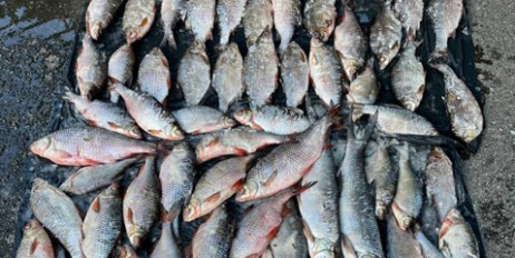 Под Киевом поймали банду браконьеров, которые зарабатывали на ловле рыбы по миллиону в месяц - «Автоновости»