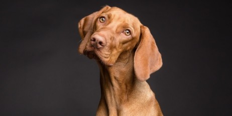 Собаки способны распознавать ложь - исследователи - «Спорт»