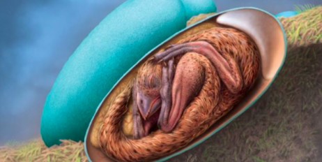 В Китае найден идеально сохранившийся эмбрион динозавра - «Политика»