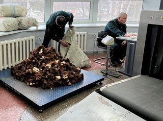 Семь мешков с Чебурашками изъяли уссурийские таможенники у гражданина КНР - «Новости Уссурийска»