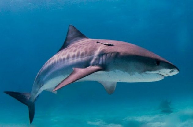Акула из любопытства укусила женщину во Флориде - «Общество»