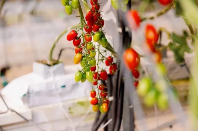 Тепличный бум. Помидоры завязываются на 100% и плодоносят 9 месяцев - «Общество»