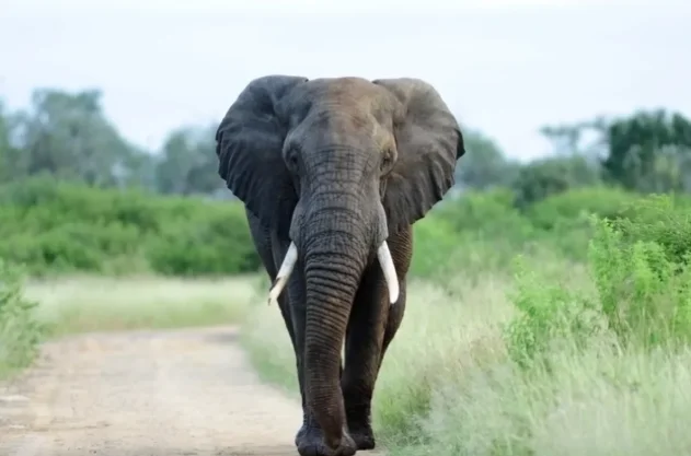 В Малайзии слон ранил лесоруба, а затем вернулся через день и убил его - «Общество»